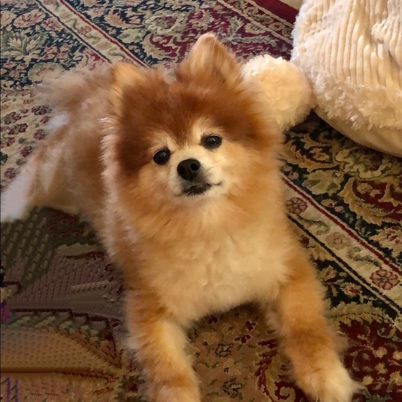 Meet your Posher, Michele,I live in Texas, I ♥️Jewlery,Hand bags, Pets, cloths! - Picture 7 of 16